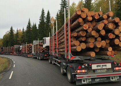 Tømmerbiler som kjører i kolonne i Våler, september 2020 - Klikk for stort bilde