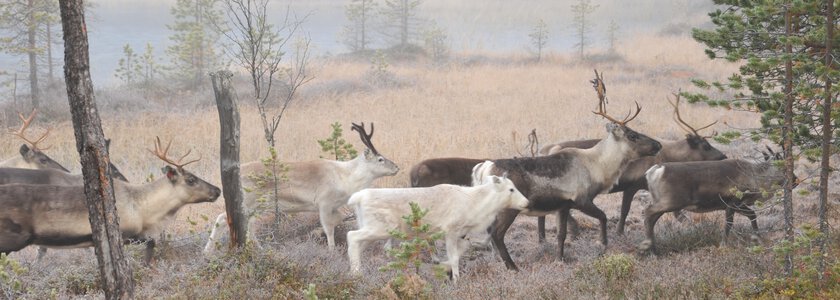 Sju reinsdyr som går over vidda - Klikk for stort bilde