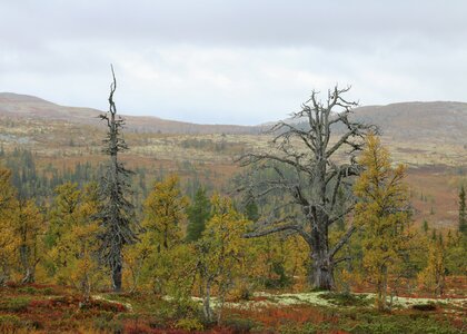 Norsk fjell-landskap med to døde trær i forgrunne. - Klikk for stort bilde