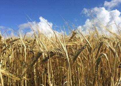 Korn i åkeren med blå himmel - Klikk for stort bilde
