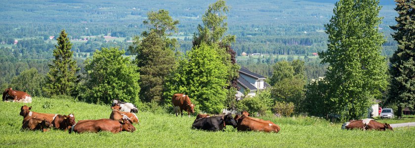 Flere kyr ligger i en eng med mye skog i bakgrunnen - Klikk for stort bilde