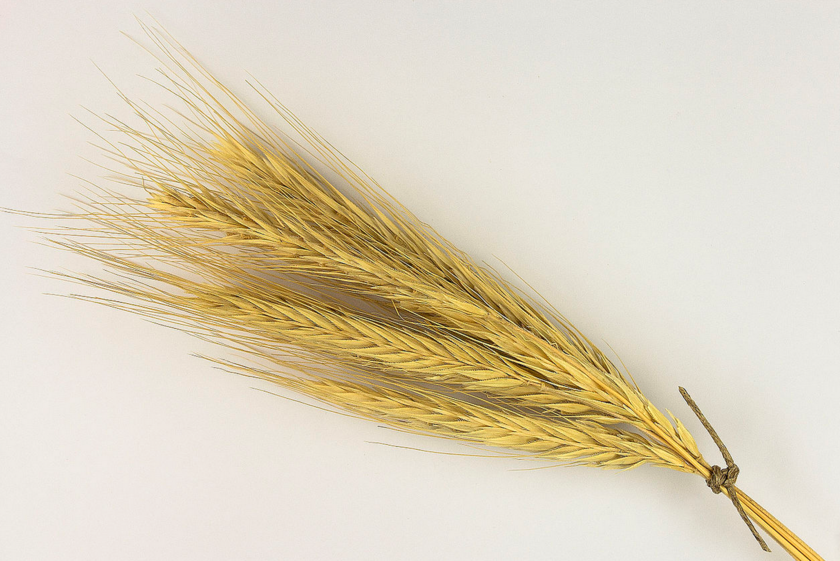 Klikk for stort bilde