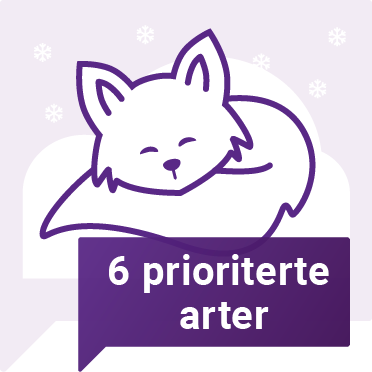 Piktogram av fjellrev som ligger sovende i snø med snøkrystaller dalende i toppen av illustrasjonen. - Klikk for stort bilde