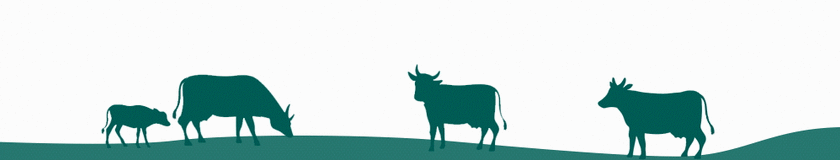 Kuer som går på beite. - Klikk for stort bilde