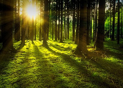 Trær i skogen - Klikk for stort bilde