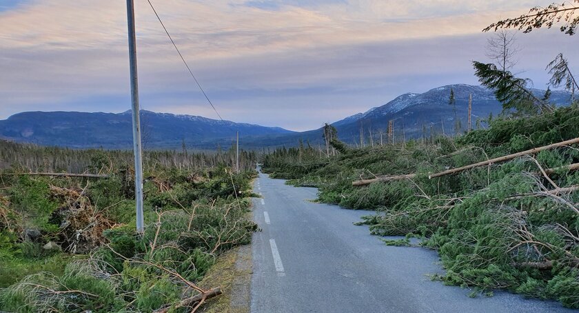 Biletet syner omfattande skader etter stormen i Valdres 2021. Tre ligg over veg og telefonleidning.  - Klikk for stort bilde